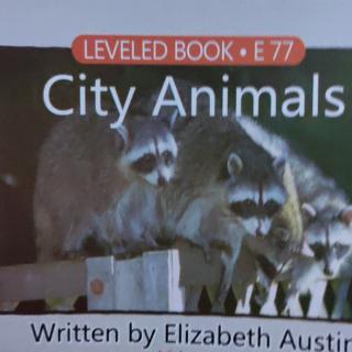2020.02.25 City animals