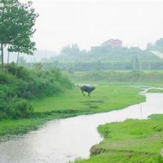 《故乡的河》1作者：雨下罗加 朗诵：生如夏花