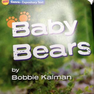 Baby Bears