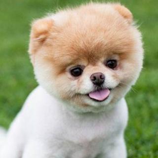 狮子烫发 - 咯哒哒