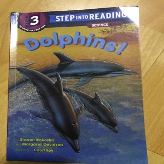 dolphins!