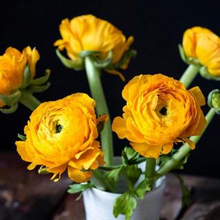 棕猪比比的故事1