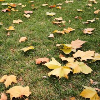 野草赋__写在木兰围场  文 桑恒昌  诵 惠子