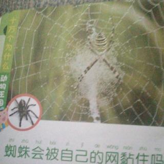 蜘蛛会被自己的网黏住吗
