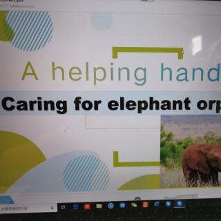 Caring for elephant orphans
