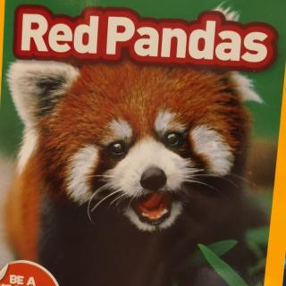 Feb28-Pansy07-D4 Red Pandas