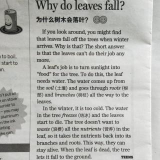 Why do leaves fall？