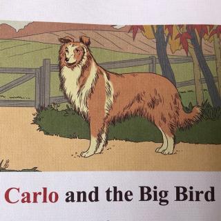 Carlo and the Big Bird
