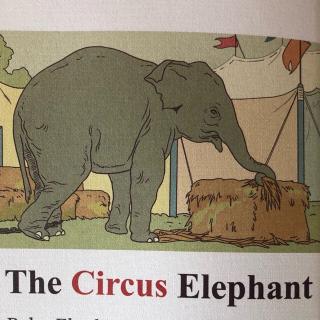 The Circus Elephant