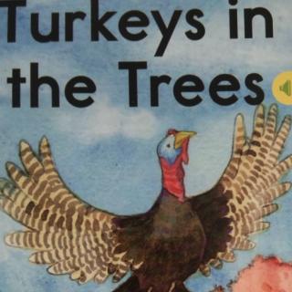 《razi-Turkeys in the trees》