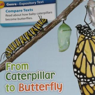 From Caterpilla to Butterfly