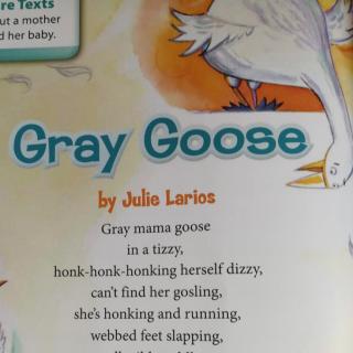 Gray Goose