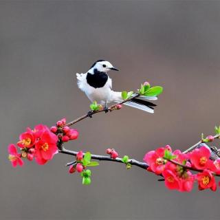 紫芸樱：《整个春天》--于坚