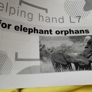 caring for elephant orphans