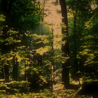 治愈系--大自然的声音 漫步原始森林