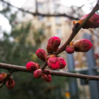 《托尔斯泰传》八 《安娜 卡列尼娜》