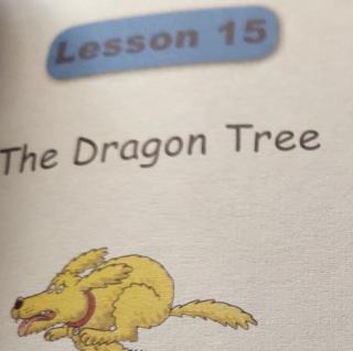 The    Dragon  Tree