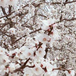 《等你，在杏花树下》超然 朗诵：馨儿