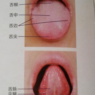 认识自己的舌头