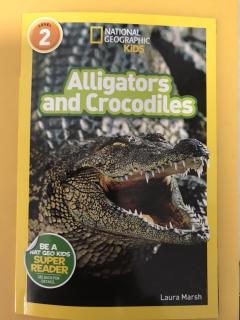 2/28 Yoyo 24 Alligators and crocodiles day3