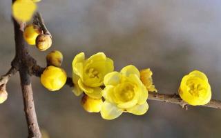 《我的生日》程建平诵雪梅