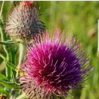 牛蒡花列夫托尔斯泰