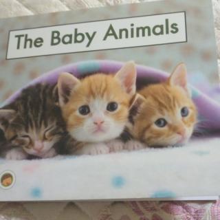 The        Baby            Animals