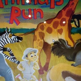 animals run