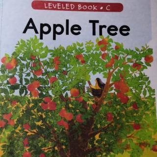 Apple tree