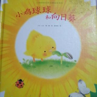 绘本故事《小鸡🐥和向日葵🌻》