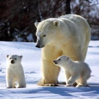 《动物世界》解说词 北极熊(一)