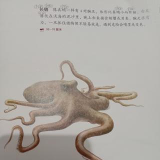 长蛸/琥珀刺沙蚕/水蛭/一匹出色的马