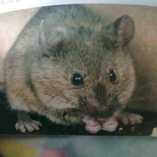 老鼠为什么喜欢咬东西