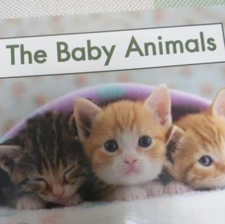 The           Baby           Animals
