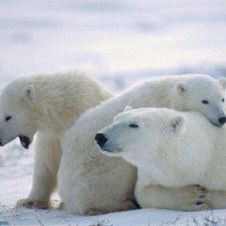《动物世界》解说词北极熊(二)