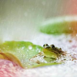 大自然的声音12：雨声与蛙鸣