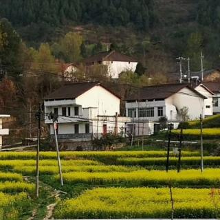 秦岭山区的春景——作者：云横秦岭