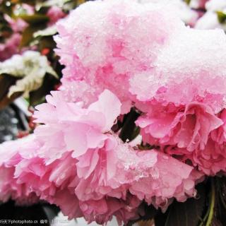 景色怡人：4  雪中的冬樱花（女声）
