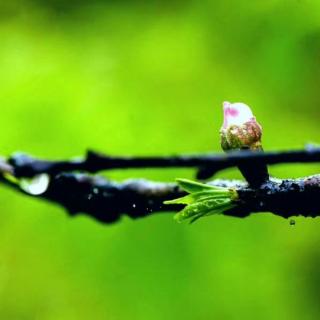 初春的小雨