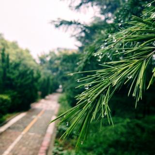 下一场会歇的雨