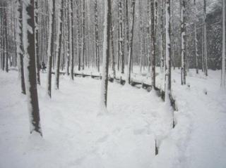 雪花的快乐（徐志摩）