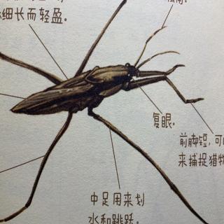 酷虫学校 6 身怀绝技的飞虫们——水生昆虫大作战