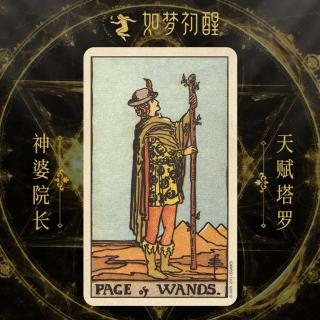 page wands塔罗牌图片