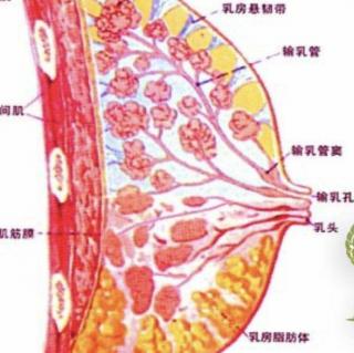 蔡老師開奶前和后