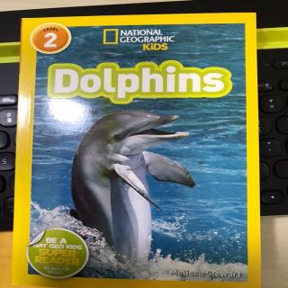 3/4 Yoyo 24 Dolphins day1