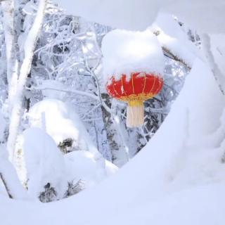 愿您笑靥如花，杨科元