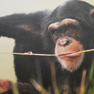 为什么大猩猩爱捶打自己的胸脯？
