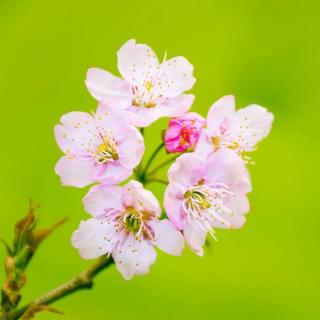 张子选：面对花开    | 清香读诗