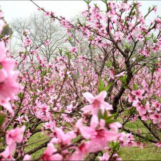 《桃花源记》(陶渊明)