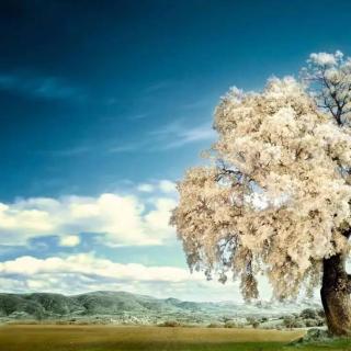 一颗开花的树（诗歌+故事）